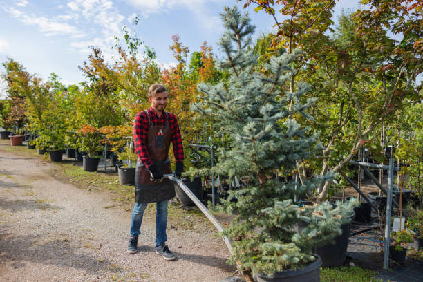 How Our Tree Care Process Works  in Holdrege, NE